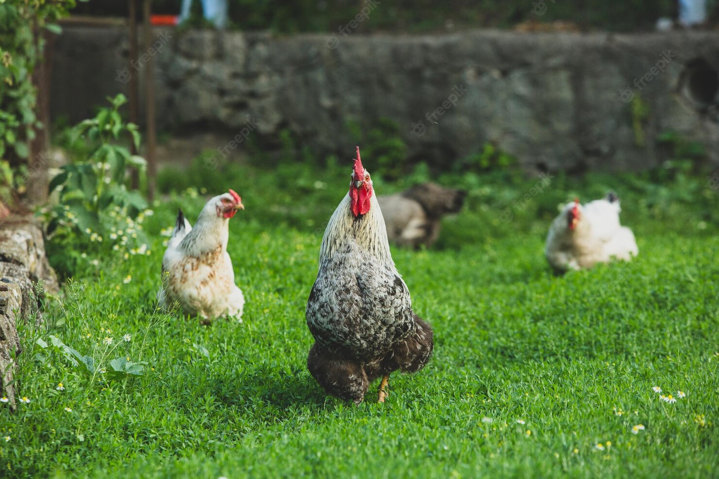 Kippen houden in de tuin: 5 tips