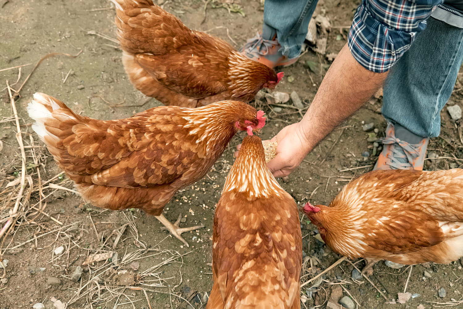 Wanneer kippen eten geven?