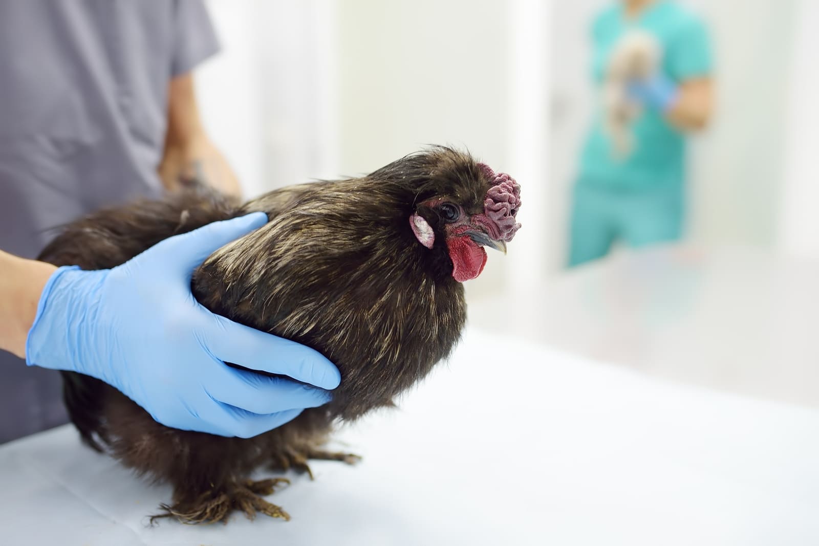 3 veelvoorkomende kippenziekten en wat te doen
