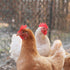 De leukste kippennamen voor je kippen