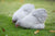 Cochin kriel kleurslagen: dit is de Cochinkriel grijs. Foto: cochinkrielkip.nl