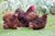Cochin kriel kleurslagen: dit is de Cochinkriel rood Foto: cochinkrielkip.nl