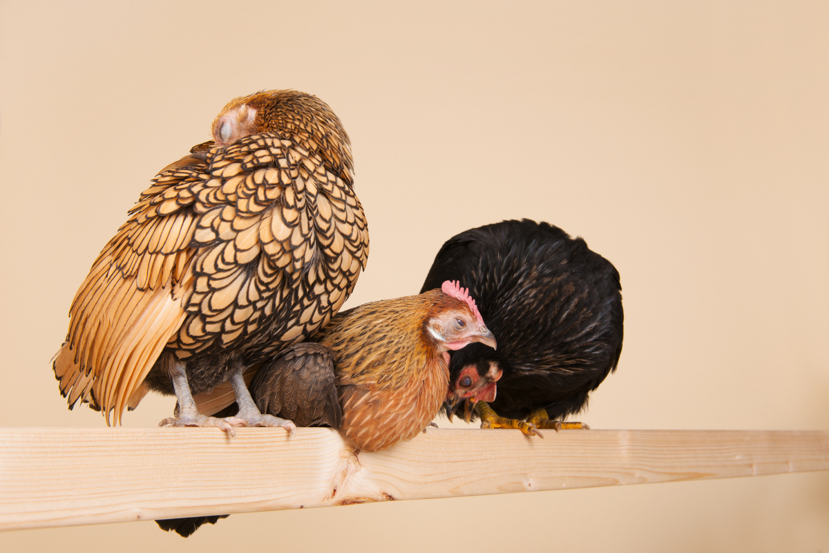 Kippen bij elkaar zetten: voordelen van 's nachts introduceren