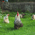 Nieuwe kippen introduceren in een toom: 10 tips