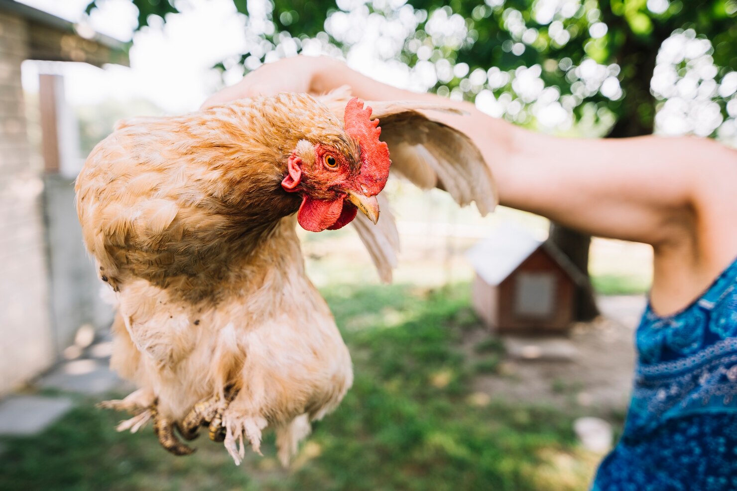 Wat heb je nodig om kippen te houden in je tuin?