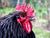 Kop van zwarte Orpington kip Foto: Wikimedia