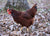 Rhode Island Red kip 