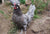 Andalusier hen