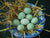 Araucana kip eieren