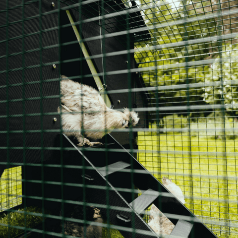 Sfeerfoto Nestera kunststof kippenhok groot met 2 meter ren, schuin achteraanzicht in een achtertuin op het gras. Een kip loopt via de looptrap uit het kippenhok.