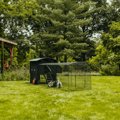 Sfeerfoto Nestera kunststof kippenhok groot met 3 meter ren, schuin achteraanzicht in een achtertuin op het gras. In de ren scharrelen 4 kippen.
