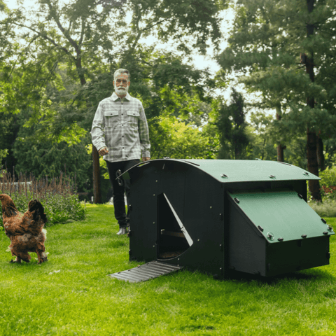 Nestera kunststof kippenhok groot sfeerfoto schuin zijaanzicht, op het gras in een achtertuin met een man die naar het kippenhok loopt en een kip die in de tuin loopt.