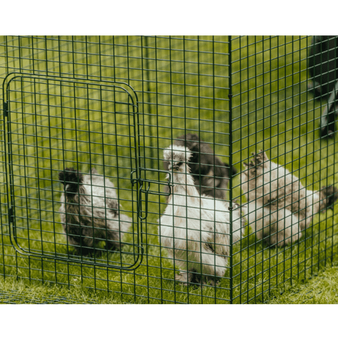 Sfeerfoto Nestera kunststof kippenhok groot met 3 meter ren, ingezoomd op 4 kippen die scharrelen in de ren.